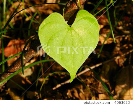 Onidokoro的葉子 Onidokoro的葉子 4063623