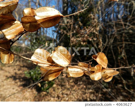 Fruit of Onidokoro Fruit of Onidokoro 4063627