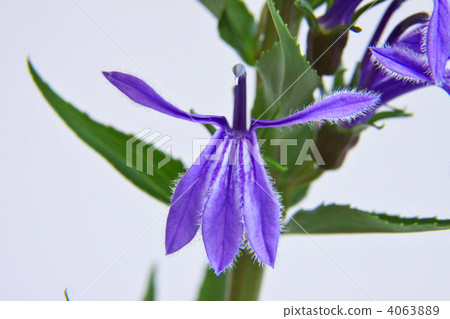 Sawagikyou Sawagikyou 4063889