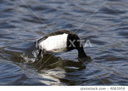 Dive underwater 4063956