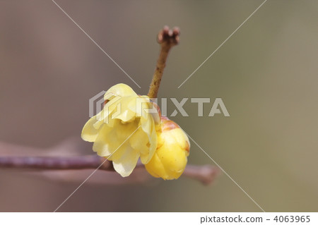 Sosin Ryubai Sosin Ryubai 4063965