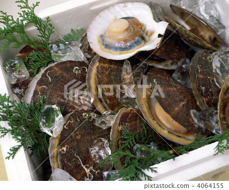 Scallop Scallop 4064155
