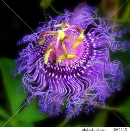 A wonderful Passionflower flower like a work of art 4064315