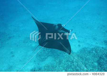 ray, stingray, Manta ray 4064320