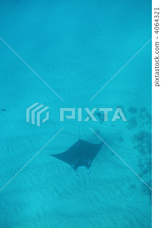 ray, stingray, Manta ray 4064321
