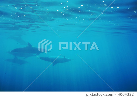 swim, in the water, hawaiian islands 4064322