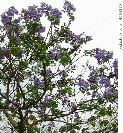 Fragrance and flowers, very noble flower flowers 4064359