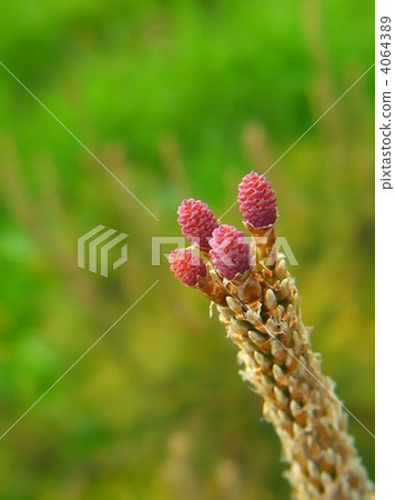 Surprisingly rare pine flowers 4064389
