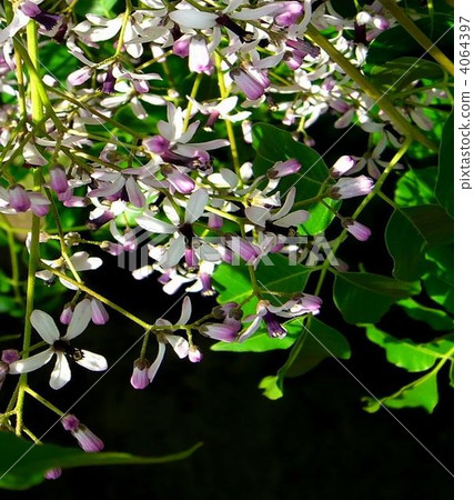 Fresh sundan flowers Fresh sundan flowers 4064397