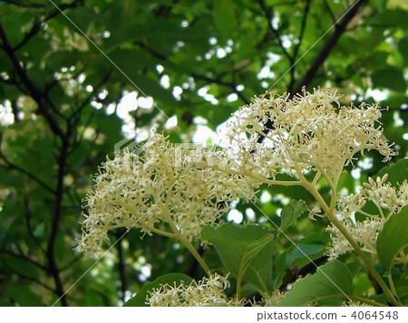 Unusual Kumano Mizuki 4064548