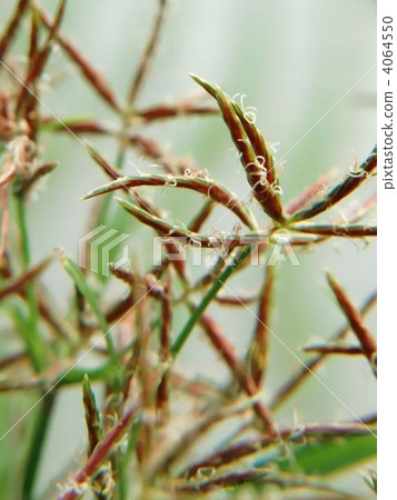 Hamusuge used also for medicinal herbs 4064550