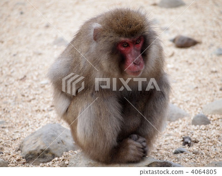 Shrinking monkey 4064805