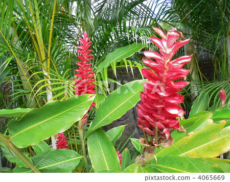 Red ginger (Awapuhi) Red ginger (Awapuhi) 4065669