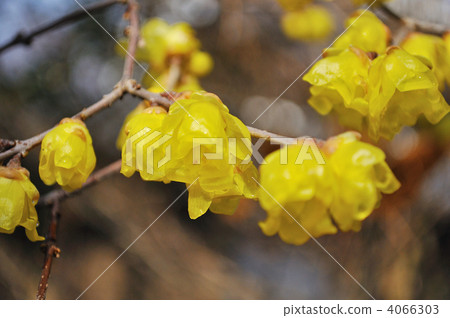 winter sweet, early spring, branch 4066303