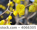 winter sweet, early spring, outdoor 4066305