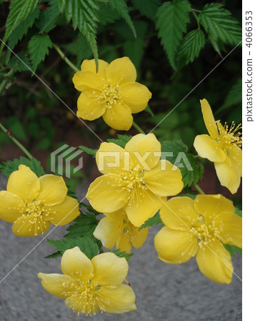 七星幸福 4066353