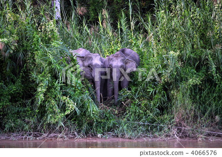 two heads, wild, wildness 4066576