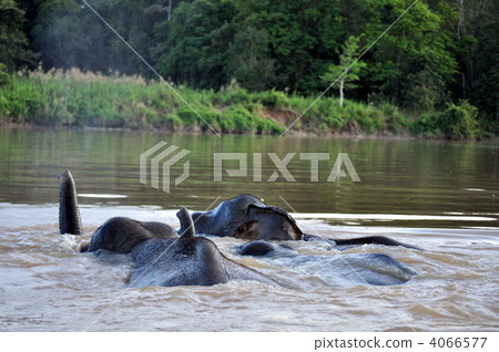 crossing a river, three heads, wild 4066577