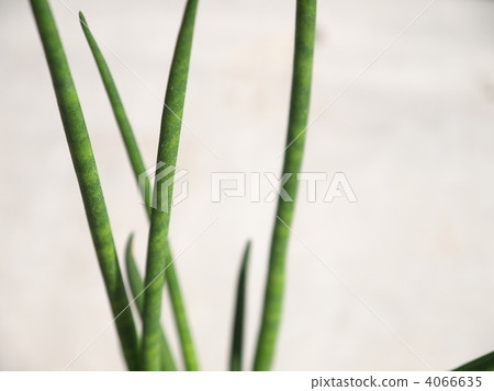 Sansebery Bacurialis 4066635