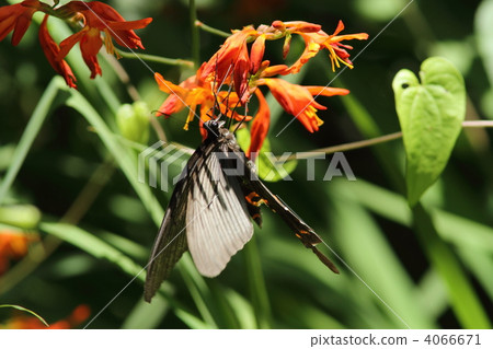 三葉草鬍鬚吮吸 4066671