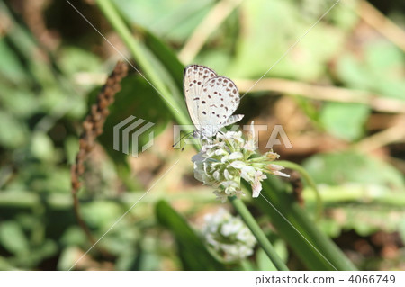 大和棗被吸收在白雲 4066749