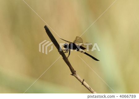 Koshiya Tombo 4066789