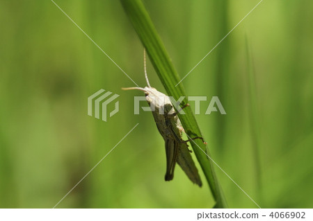 Nakkei Nago Nakkei Nago 4066902