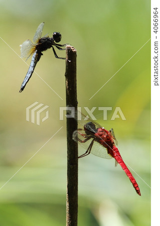 Halabirotombo ♂ and Shoujo dragonfly ♂ Halabirotombo ♂ and Shoujo dragonfly ♂ 4066964