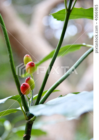 Fruit of aoki Fruit of aoki 4066965