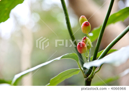 Fruit of aoki Fruit of aoki 4066966