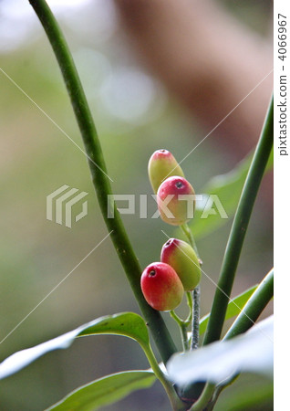 Fruit of aoki Fruit of aoki 4066967