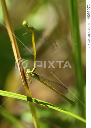 交配Kiteitombo 4066971
