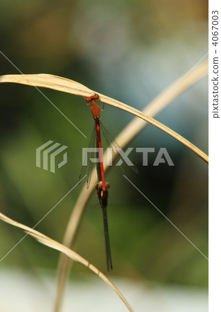 Mating of Beniito Tombo 4067003