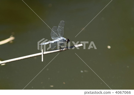 Kofukimoto bo 4067066