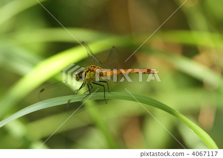 Mayutateakane ♂ immature Mayutateakane ♂ immature 4067117
