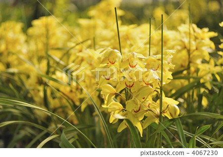 Yellow cymbidium 4067230