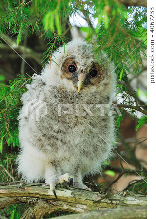 貓頭鷹的小妞 4067233