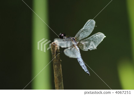 Hararachi Tsubo 4067251