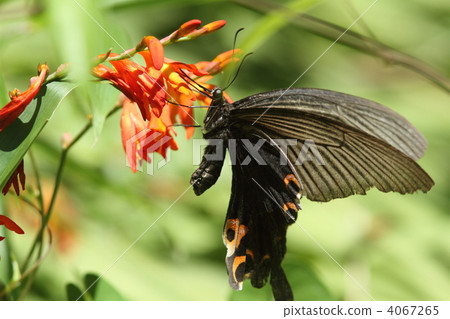 三葉草鬍鬚吮吸 4067265