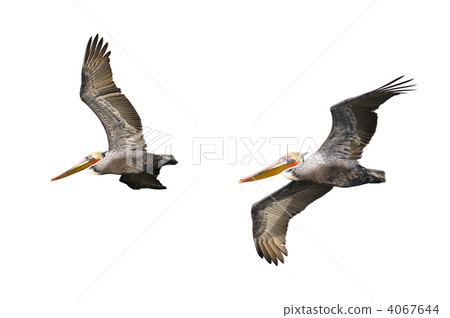 pelican, pelicans, brown pelican 4067644