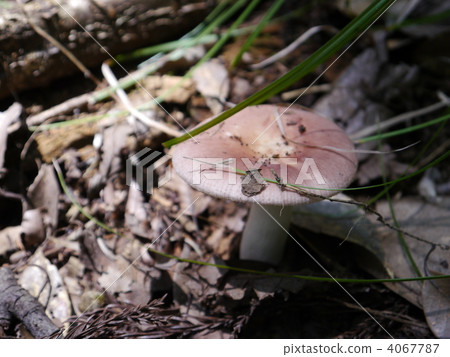 蘑菇 4067787