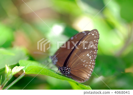 Rurimadara Rurimadara 4068041