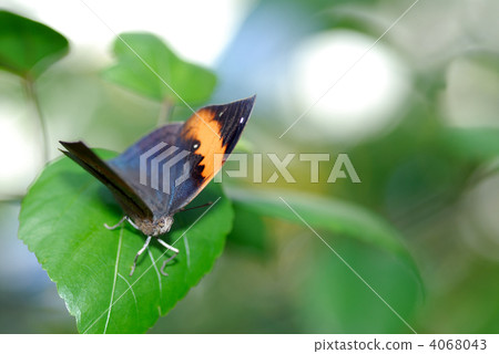 Conch Hawk Conch Hawk 4068043