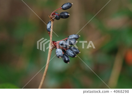 Honba Tenjiku Megi Fruit Honba Tenjiku Megi Fruit 4068298