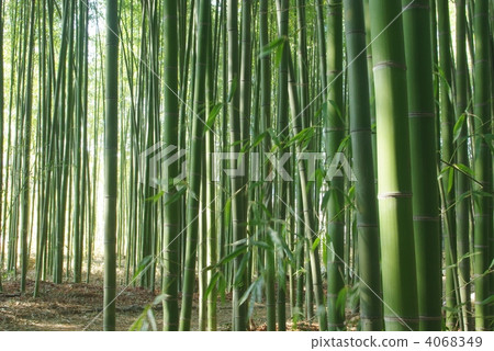 竹林 4068349