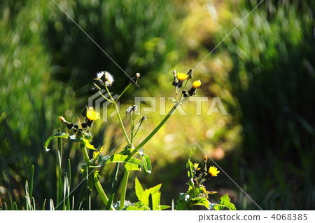 April Onionashi and Asteraceae 10 4068385
