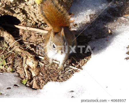 Red Squirrel, squirrel, squirrels 4068937