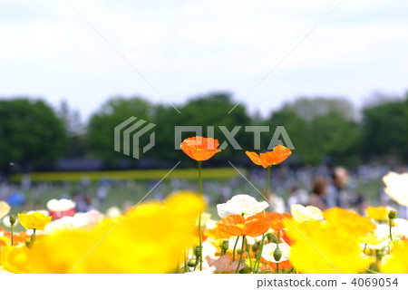 Poppy field Poppy field 4069054