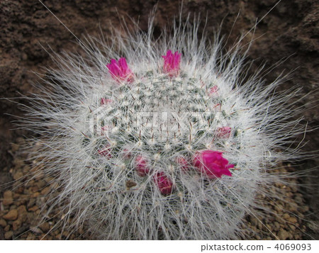 仙人掌球 4069093