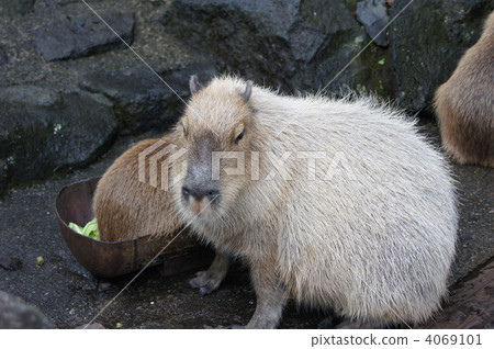 Capybara Oni Round Capybara Oni Round 4069101